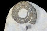 Three Devonian Ammonites (Anetoceras) with Four Trilobite Heads #87250-1